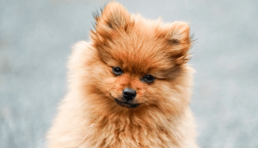 Brown Pomeranian